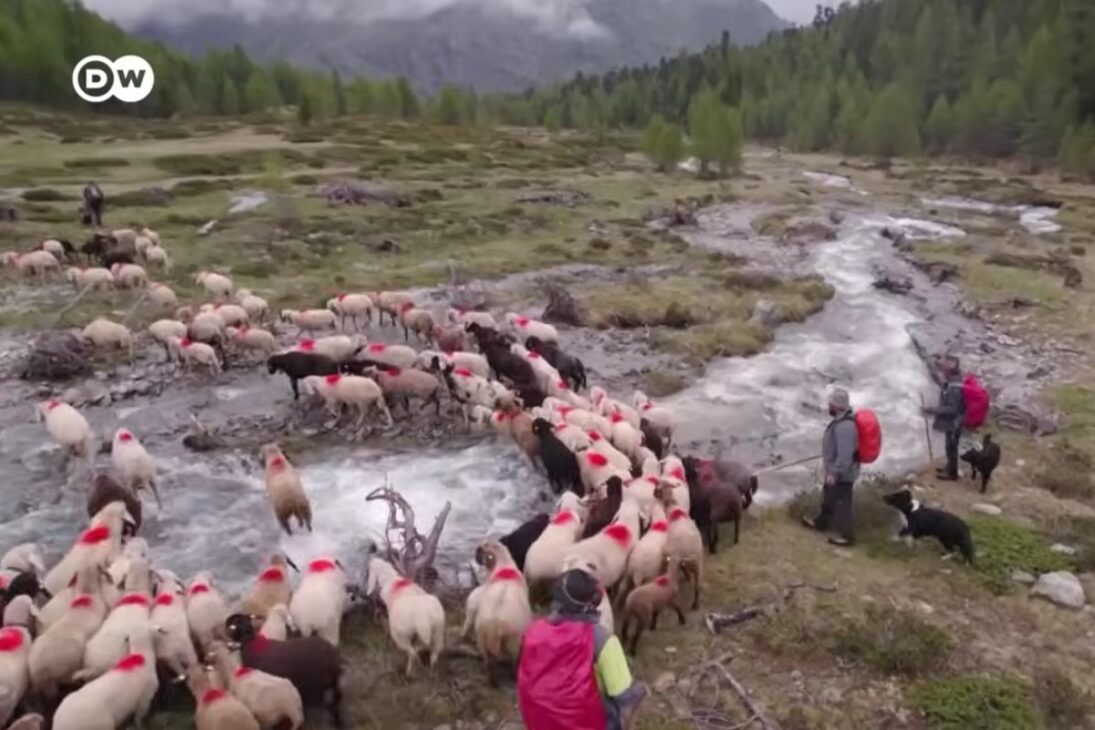 pastores en los Alpes del Tirol del Sur mantienen transhumancia alpina reconocida como patrimonio mundial de la UNESCO y muestran cómo pastores enfrentan hielo y lobos.