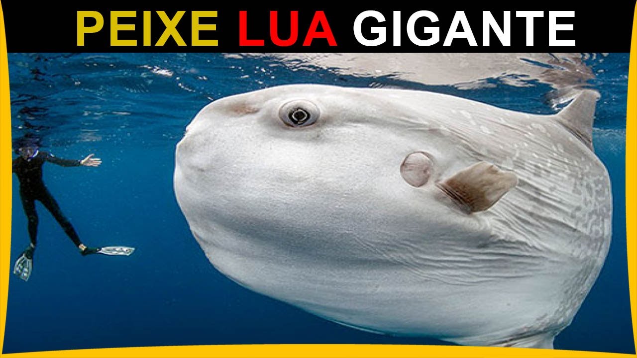 Maior peixe ósseo do planeta, o peixe-lua pode ultrapassar 2 toneladas, atingir o tamanho de um carro e desafiar tudo o que se sabe sobre a anatomia dos peixes