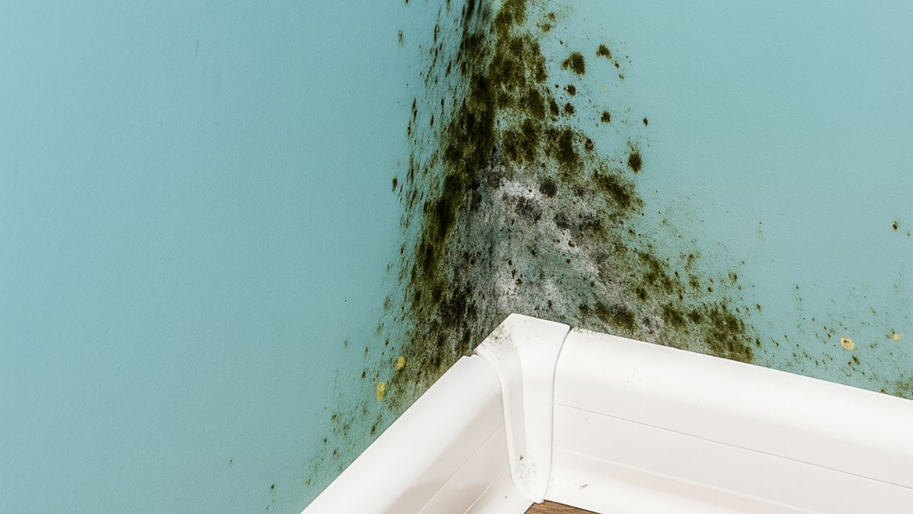 Fallas graves en la construcción generan moho en paredes, aumentan la humedad en las paredes, exponen normas técnicas de construcción frágiles y afectan la vivienda social.