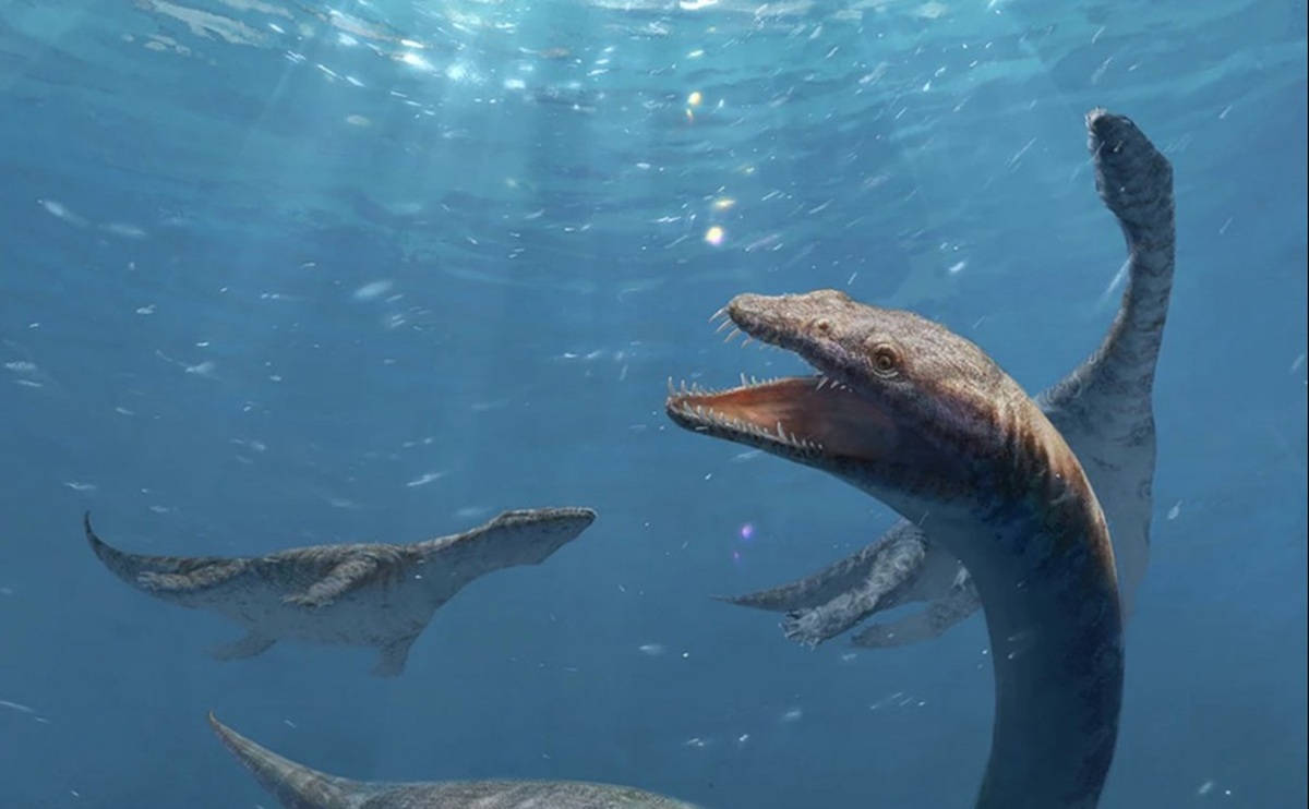 Fóssil na China revela réptil marinho do Triássico Médio com 42 vértebras cervicais e pescoço extremamente longo.