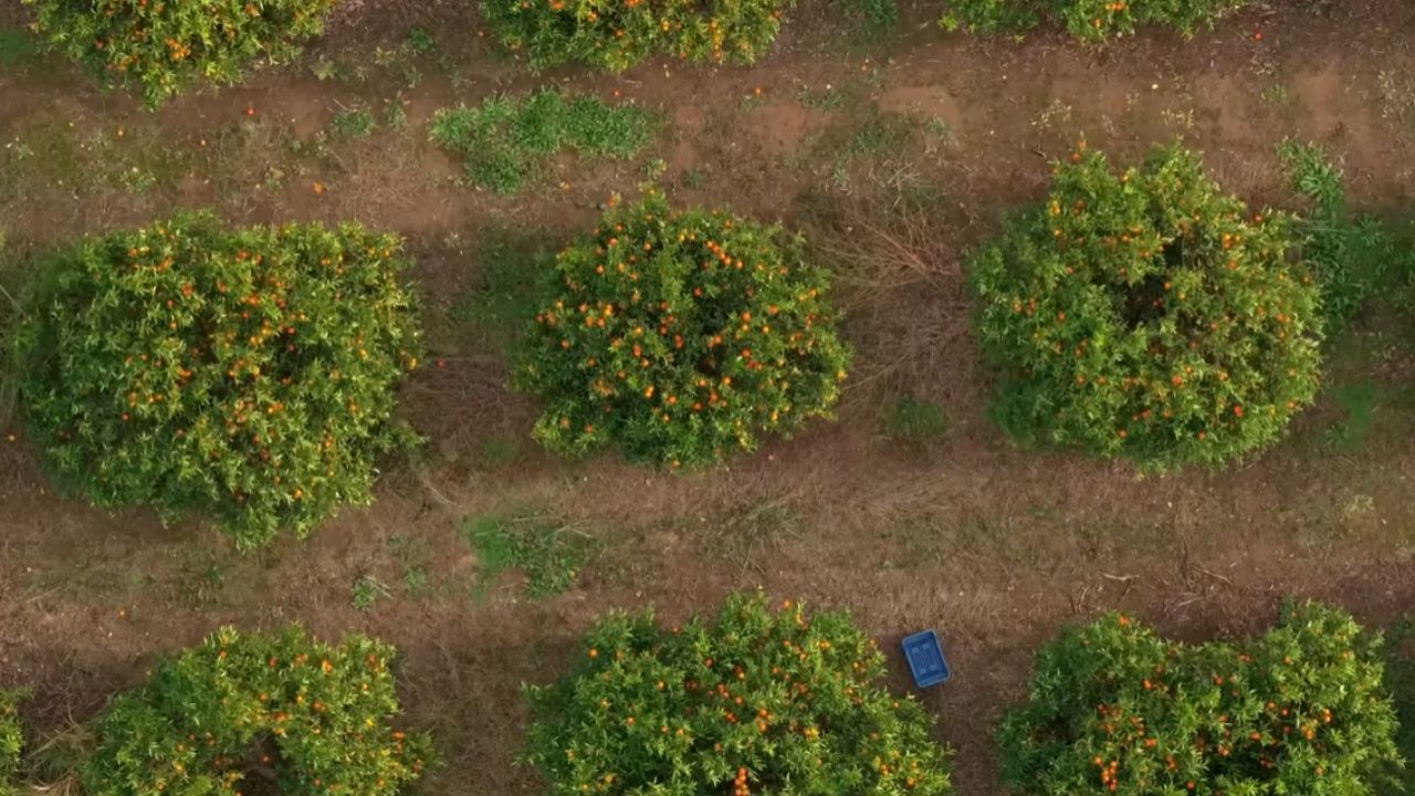 Entiende cómo R$ 900 mil millones en el agro hacen del agro paulista y del campo paulista pieza clave del agronegocio brasileño y de la regularización fundiaria.