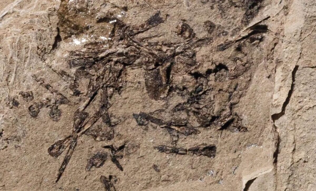 Descoberta rara em Utah revela vômito fossilizado de 50 milhões de anos com restos de anfíbios e evidências diretas de cadeias alimentares antigas.