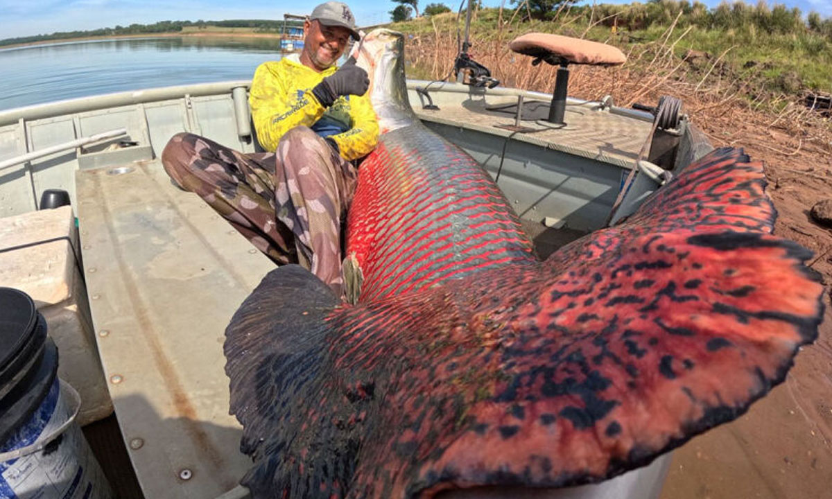 Pirarucu gigante de 2,5 m e 160 kg é capturado em rio de São Paulo e acende alerta ambiental sobre espécie amazônica fora do habitat natural.
