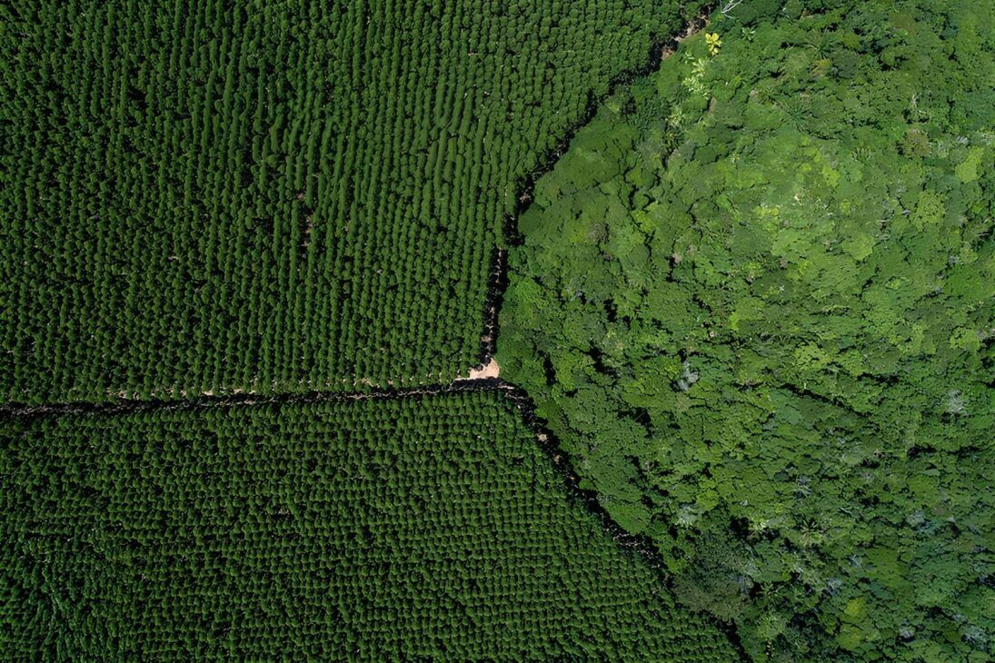 Con 1,6 millón de hectáreas de eucalipto y producción diaria de 460 mil plantas, Suzano administra 2,6 millones de hectáreas en Brasil, preserva 1 millón de hectáreas de mata nativa y opera una de las mayores ingenierías forestales del mundo