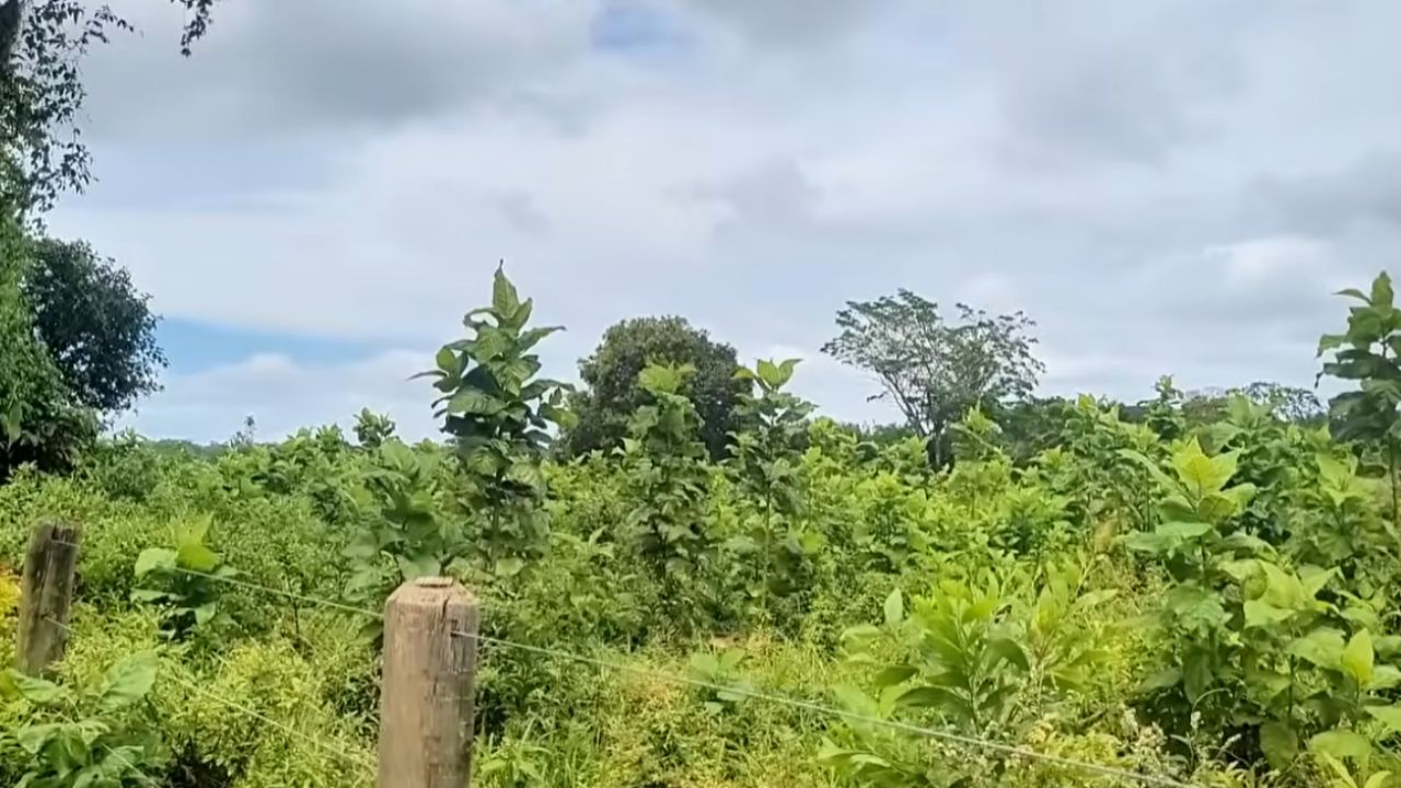 Errores comunes en el campo que parecen normales se convierten en crimen ambiental, generan multa ambiental, son detectados por satélite ambiental y requieren autorización ambiental para evitar embargo.