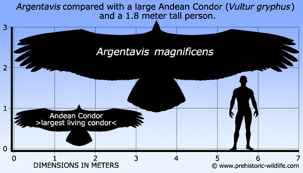 Con Casi 8 Metros de Envergadura, Peso Comparable al de un Adulto Humano y Alas Más Grandes que las de un Avión Ligero, el Argentavis Magnificens Entró para la Historia Como la Mayor Ave Voladora Que Ha Existido en el Mundo