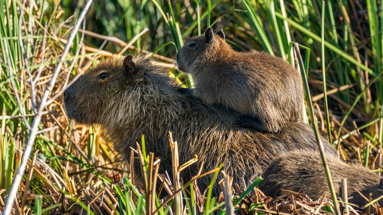 La capibara (Hydrochoerus hydrochaeris), el mayor roedor del mundo, vive cerca del agua, forma grupos y se ha adaptado a las ciudades de América del Sul.