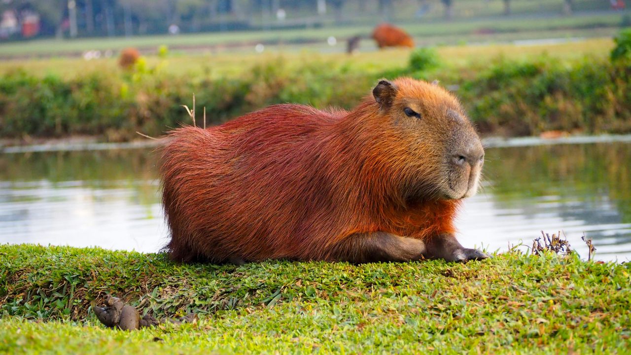 La capibara (Hydrochoerus hydrochaeris), el mayor roedor del mundo, vive cerca del agua, forma grupos y se ha adaptado a las ciudades de América del Sur.