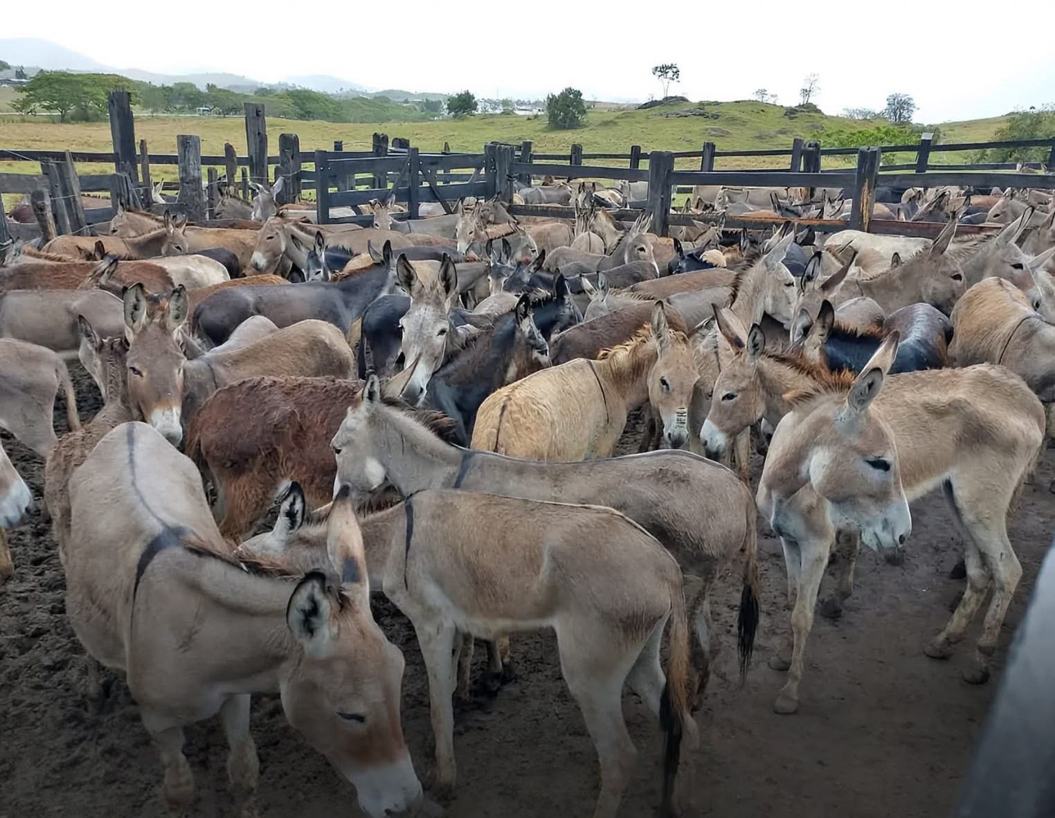 Carne de jumento entrou no radar do agronegócio brasileiro e promete virar o novo mercado de investimentos milionários para competir com bovinos e suínos