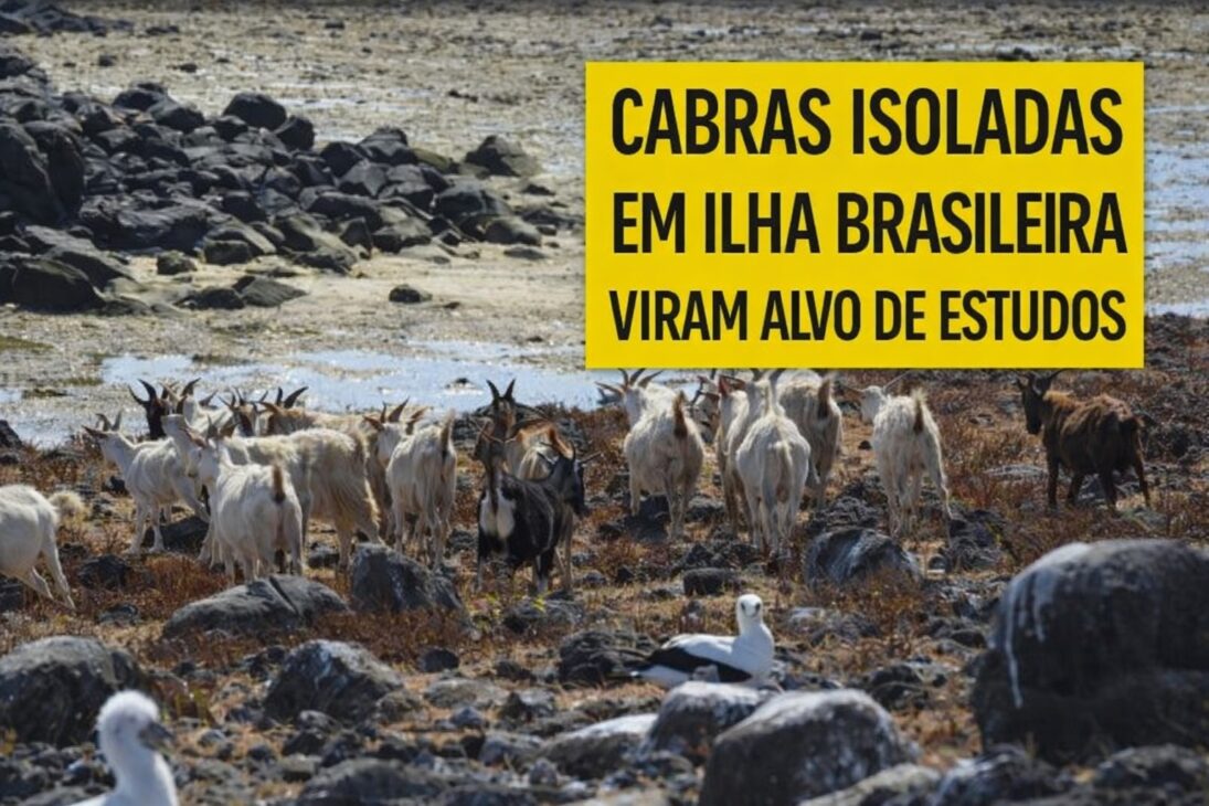 Cabras, Isla, Brasil, estudios