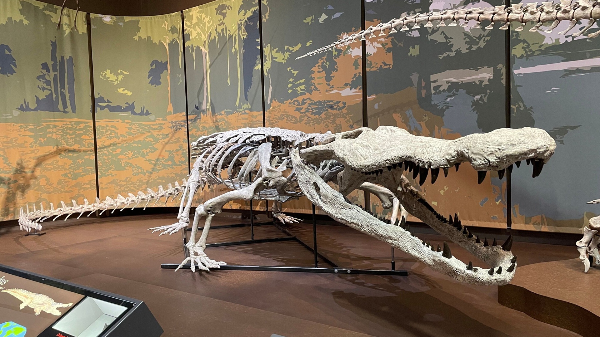 Réplica inédita de 9,45 metros expõe o crocodilo do terror que dominou pântanos dos EUA no Cretáceo Superior.