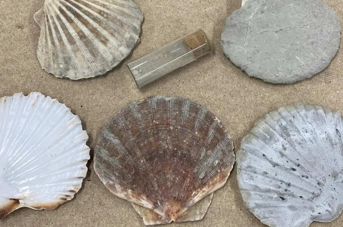 Conchas marinhas substituem até 33% do cimento, reduzem emissões em 36% e mantêm desempenho estrutural, aponta estudo da Universidade de East London