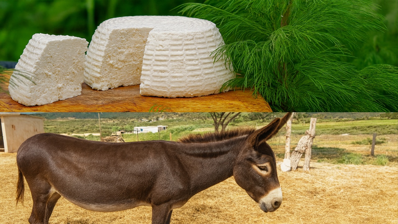 Produzido com leite de burra, exigindo até 25 litros para apenas 1 quilo e feito em escala mínima, o Pule Cheese ultrapassa US$ 1.000 por quilo e se tornou um dos queijos mais caros do mundo