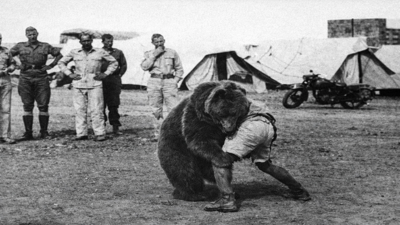Em 1942, um urso foi incorporado às forças armadas da Polônia, carregou munição em zona de combate e entrou para a história como um soldado real da Segunda Guerra Mundial