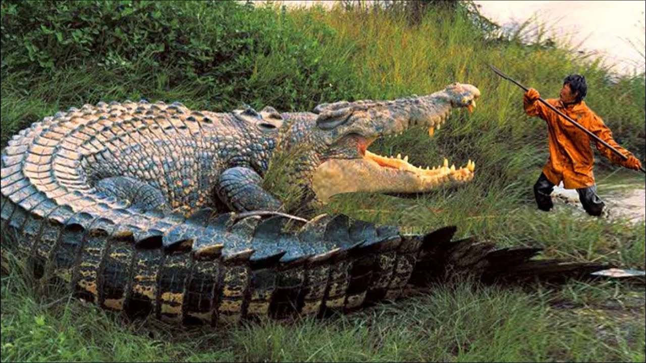 Com mais de 6,1 metros de comprimento e peso superior a 1 tonelada, Lolong entrou para a história como o maior crocodilo já medido vivo no mundo