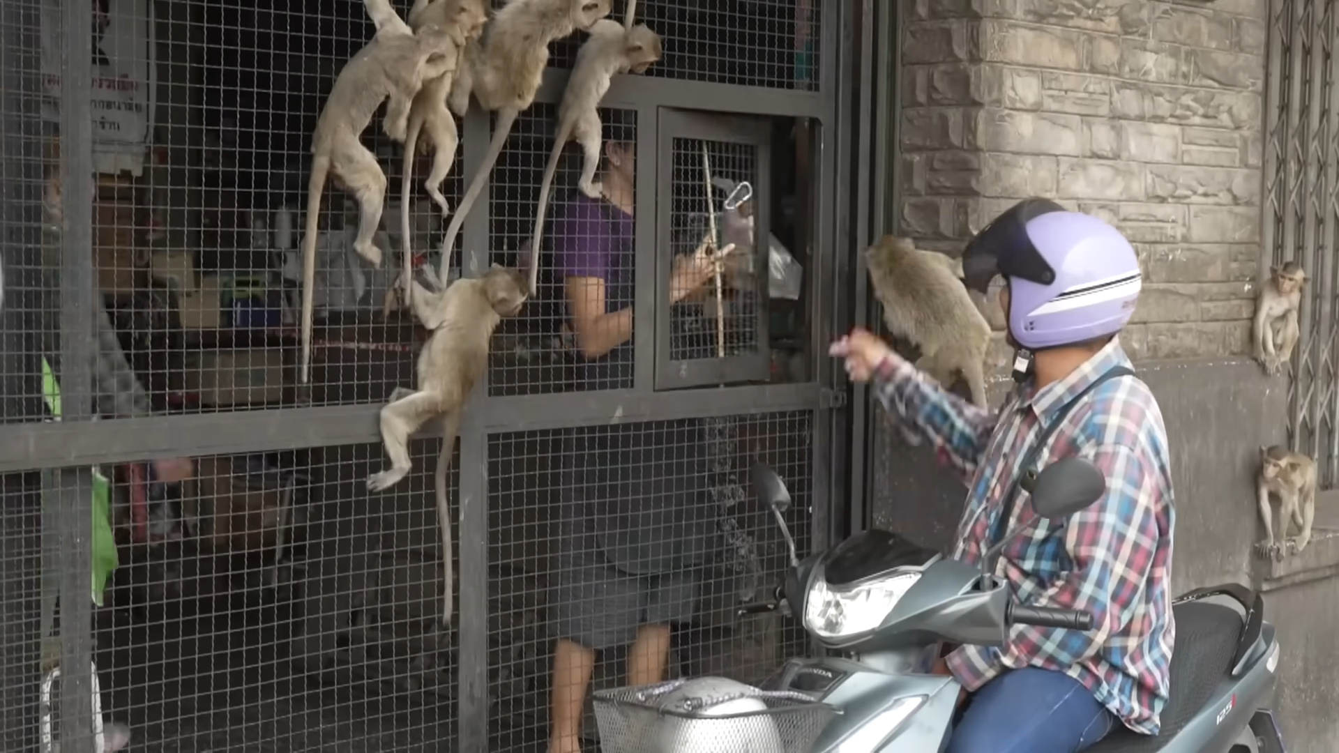 Como uma cidade inteira passou a ser dominada por macacos após décadas de alimentação humana descontrolada, turismo sem regras e abandono do poder público