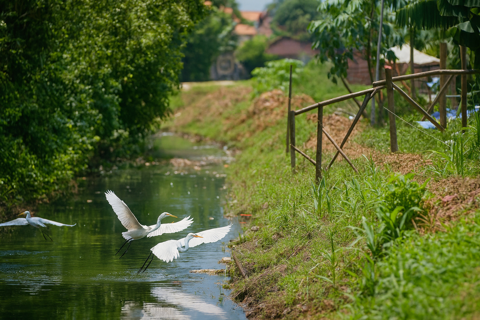Egrets voando sobre um canal estreito em área rural, com vegetação densa e sinais de ocupação urbana, representando regiões vulneráveis atendidas pela tarifa social de água e esgoto.