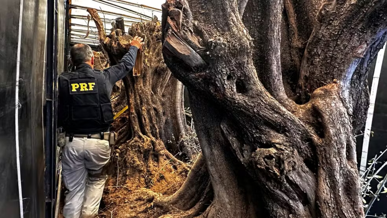 Oliveiras centenárias avaliadas em R$ 100 mil cruzam fronteira brasileira: peça cobiçada em mansões e condomínios de luxo põe em risco produtores de azeite no Brasil
