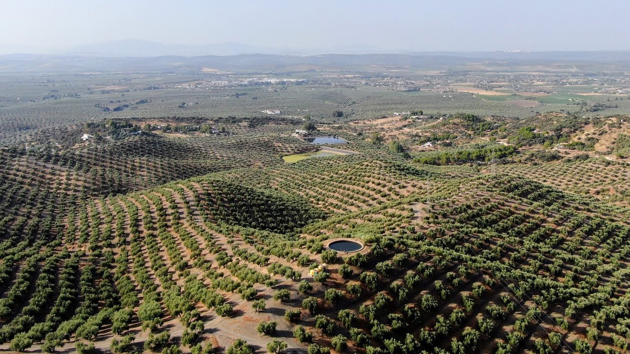 Com mais de 1,3 milhão de toneladas por safra e quase 50% de todo o azeite do planeta, a Espanha domina a produção mundial e transforma seus olivais superintensivos na maior potência de óleo de oliva do mundo