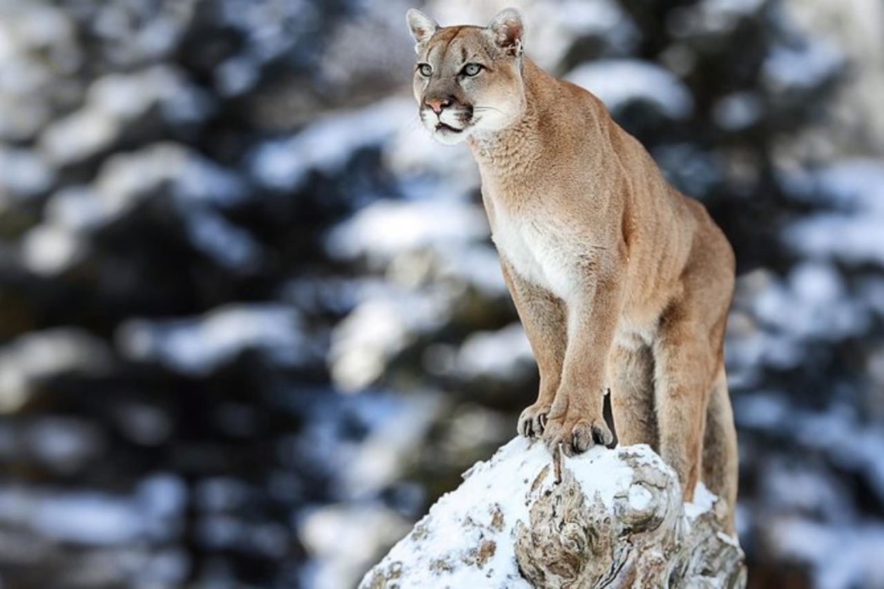 Pumas in Patagonia have started feasting on penguins inside an Argentine National Park — and the unusual prey choice is reshaping how these big cats live