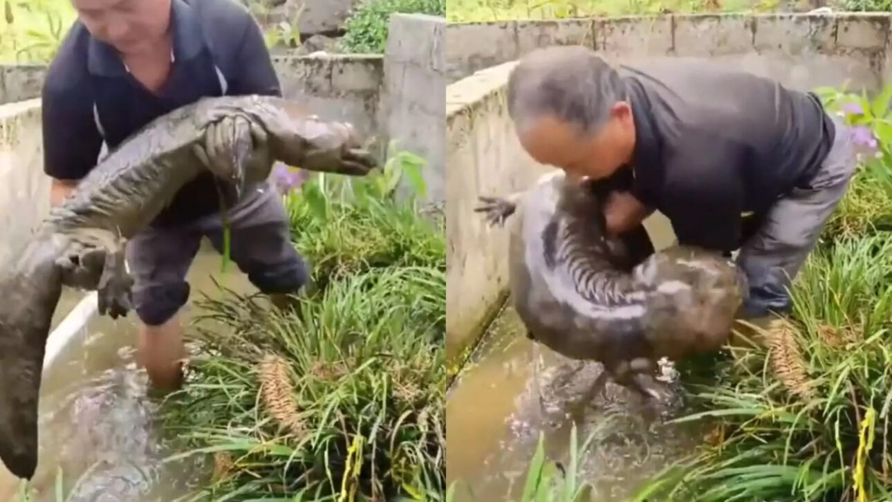 El anfibio vivo más grande del mundo, la salamandra gigante de China, puede superar 1,8 metros, pesar más de 60 kg y sobrevivir durante millones de años