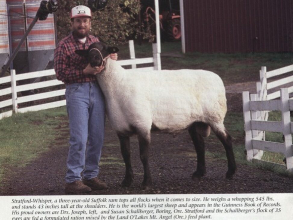 Carnero, mayor carnero, Guinness