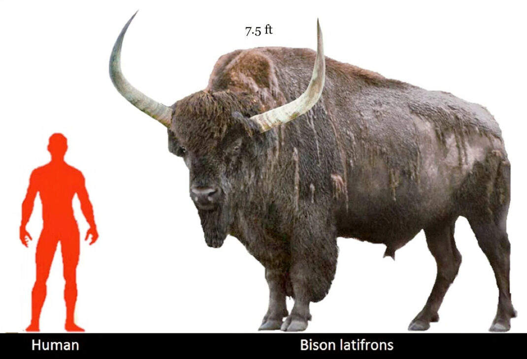 Con hasta 1,7 metro de altura, más de 1.800 kg y cuernos que superaban 2 metros de ancho, el Bison latifrons pasó a la historia como el mayor bisonte ya conocido por la ciencia