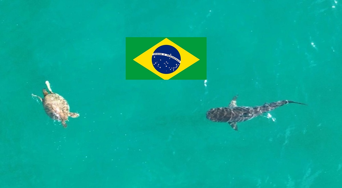 Viagem do Domingo Espetacular revela monitoramento de tubarões em Noronha e tamanduás no Pantanal, com ciência e conservação.