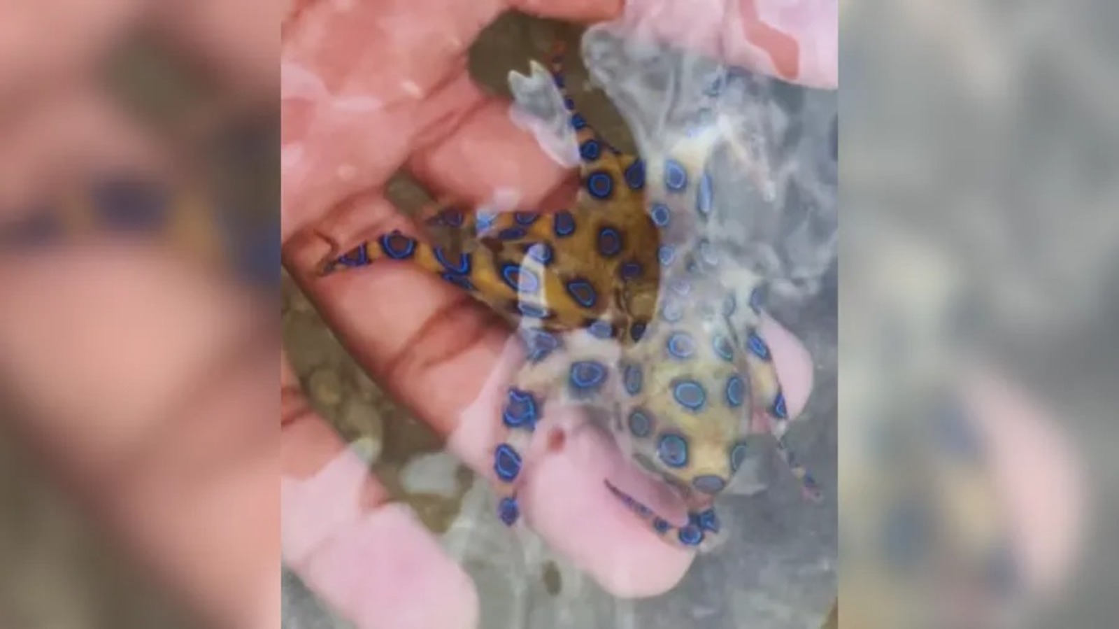 Animal, Polvo, veneno