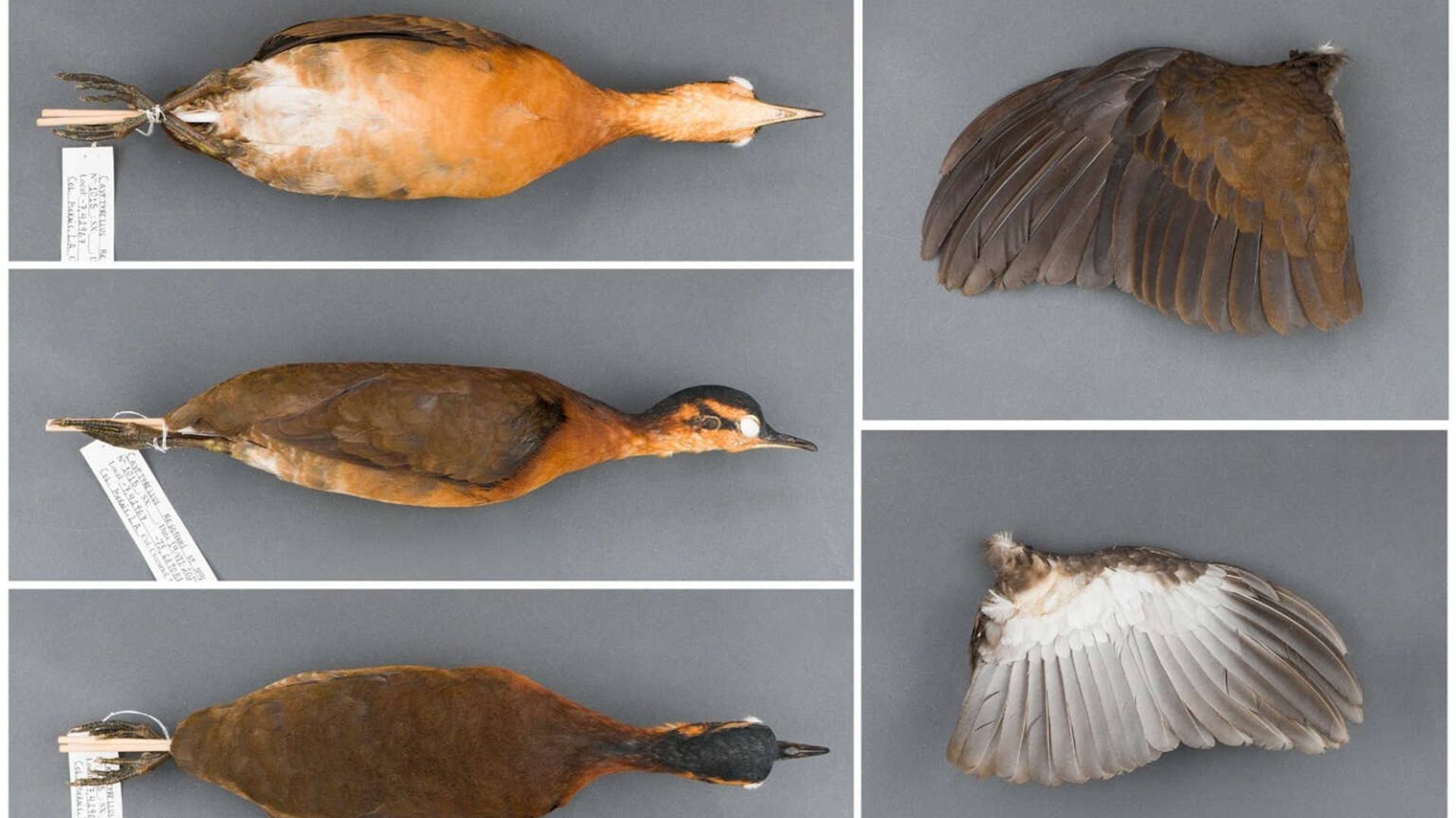 Nova espécie de ave Tinamus resonans é descoberta na Serra do Divisor, Acre, revelando biodiversidade única e ameaçada na Amazônia.