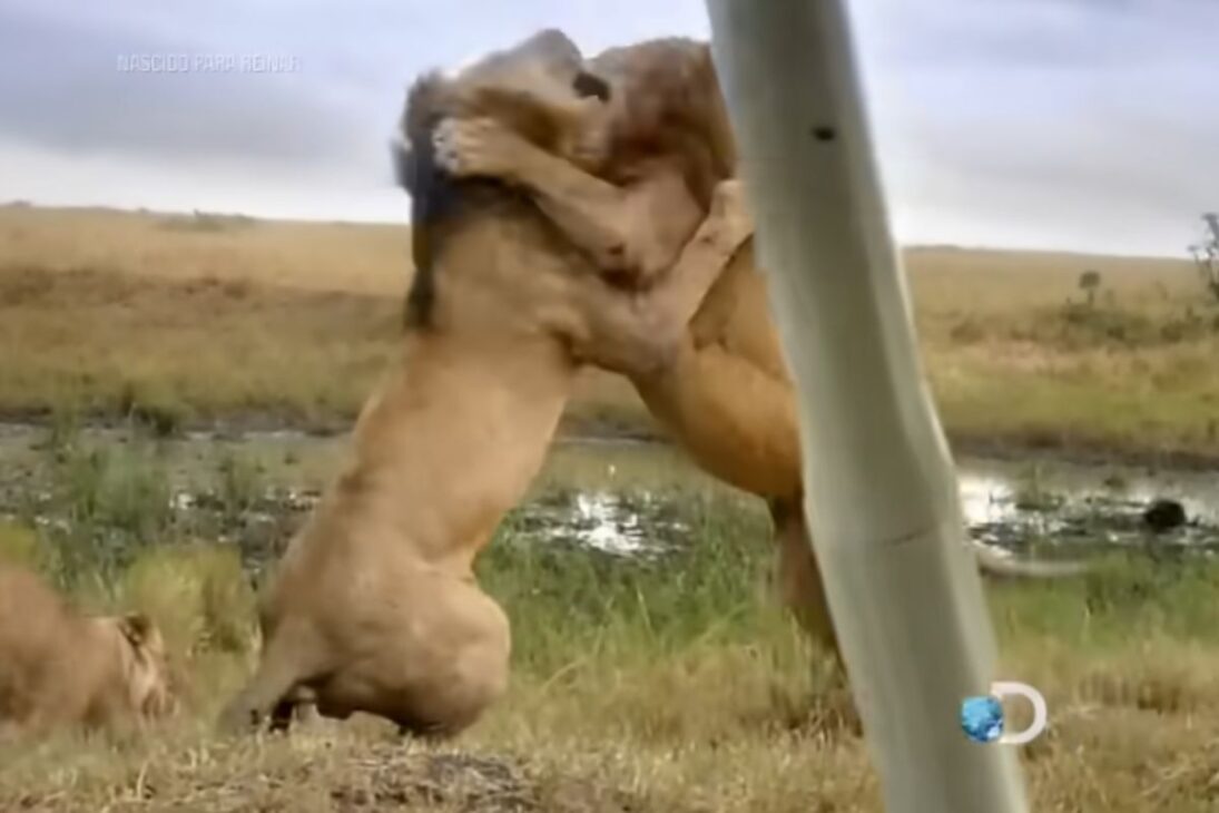 Conozca los leones Mapogos en Sabi Sand, la coalición de seis machos que domina la caza de búfalos y la disputa territorial entre leones.