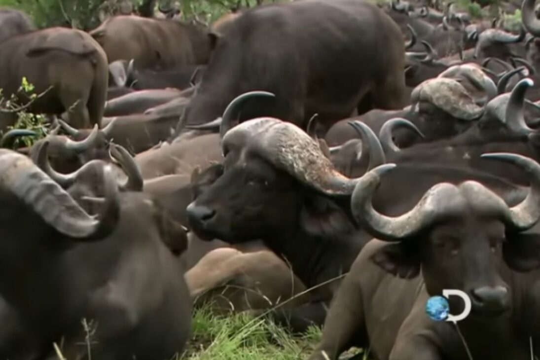 Conozca los leones Mapogos en Sabi Sand, la coalición de seis machos que domina la caza de búfalos y la disputa territorial entre leones.
