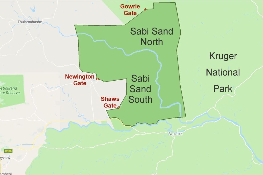 Conozca los leones Mapogos en Sabi Sand, la coalición de seis machos que domina la caza de búfalos y la disputa territorial entre leones.