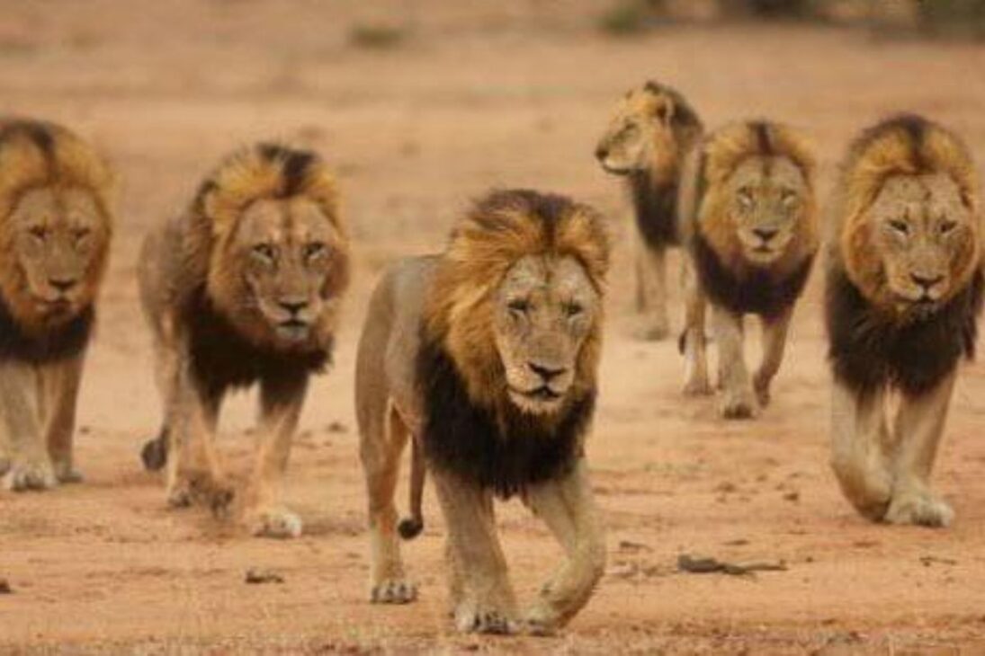 Conozca los leones Mapogos en Sabi Sand, la coalición de seis machos que domina la caza de búfalos y la disputa territorial entre leones.