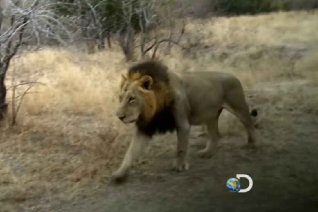 Conozca los leones Mapogos en Sabi Sand, la coalición de seis machos que domina la caza de búfalos y la disputa territorial entre leones.
