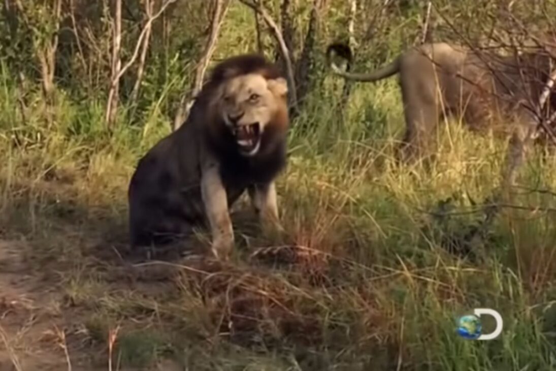 Conozca los leones Mapogos en Sabi Sand, la coalición de seis machos que domina la caza de búfalos y la disputa territorial entre leones.