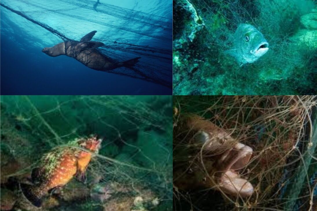 Informe revela cómo la pesca fantasma amenaza animales marinos, transforma redes de pesca en basura marina y coloca botos de la Amazonía en riesgo.