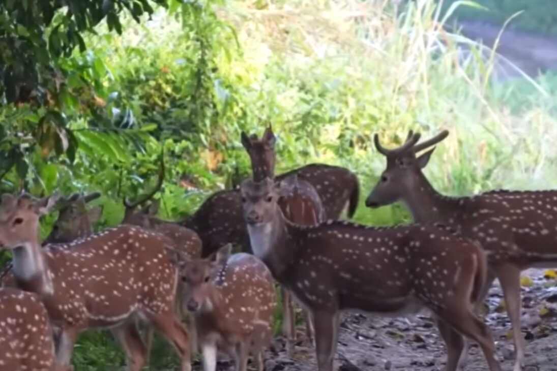Animales invasores como ciervo axis, búfalos salvajes, caracol africano y bagre africano ya cambian el día a día del campo brasileño y preocupan a los productores.