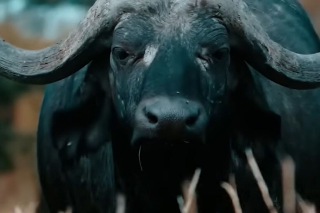 Animales invasores como ciervo axis, búfalos salvajes, caracol africano y bagre africano ya cambian el día a día del campo brasileño y preocupan a los productores.