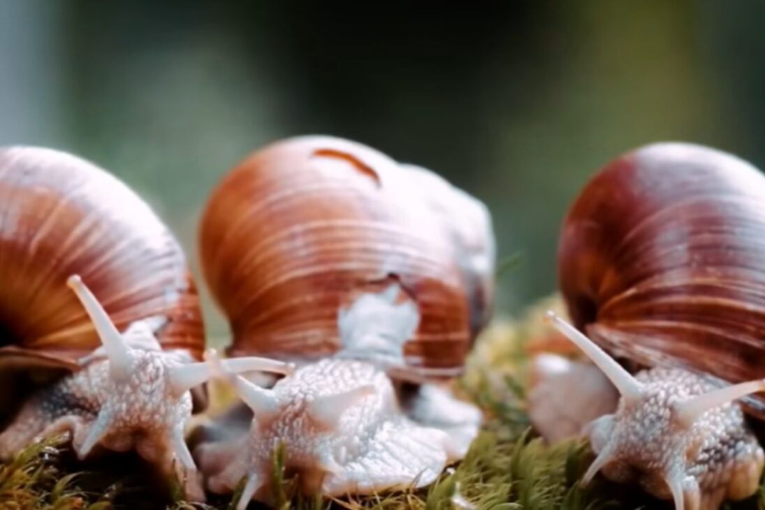 Animales invasores como ciervo axis, búfalos salvajes, caracol africano y bagre africano ya cambian el día a día del campo brasileño y preocupan a los productores.