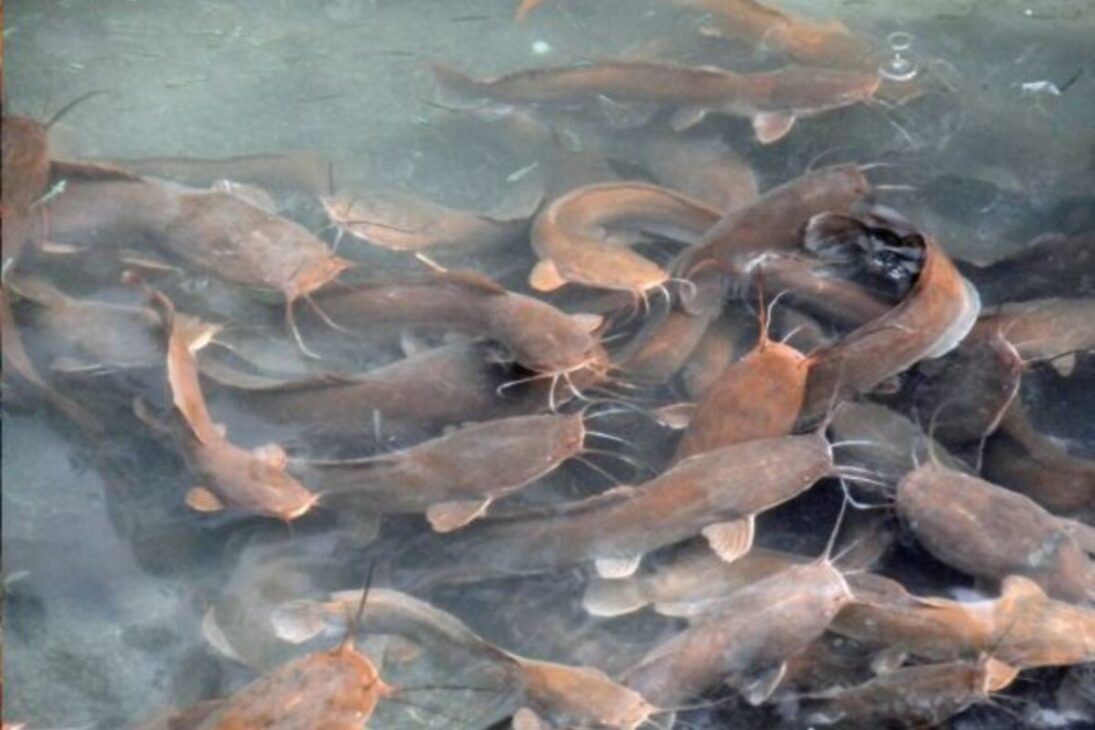 Animales invasores como ciervo axis, búfalos salvajes, caracol africano y bagre africano ya cambian el día a día del campo brasileño y preocupan a los productores.