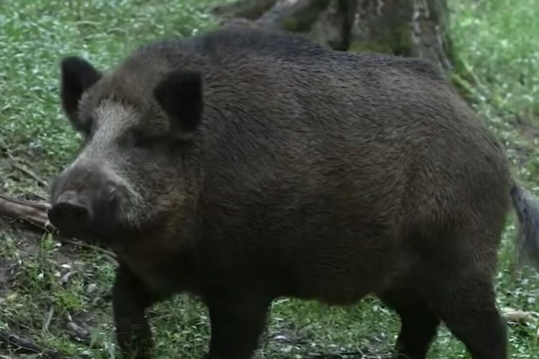 Animales invasores como ciervo axis, búfalos salvajes, caracol africano y bagre africano ya cambian el día a día del campo brasileño y preocupan a los productores.