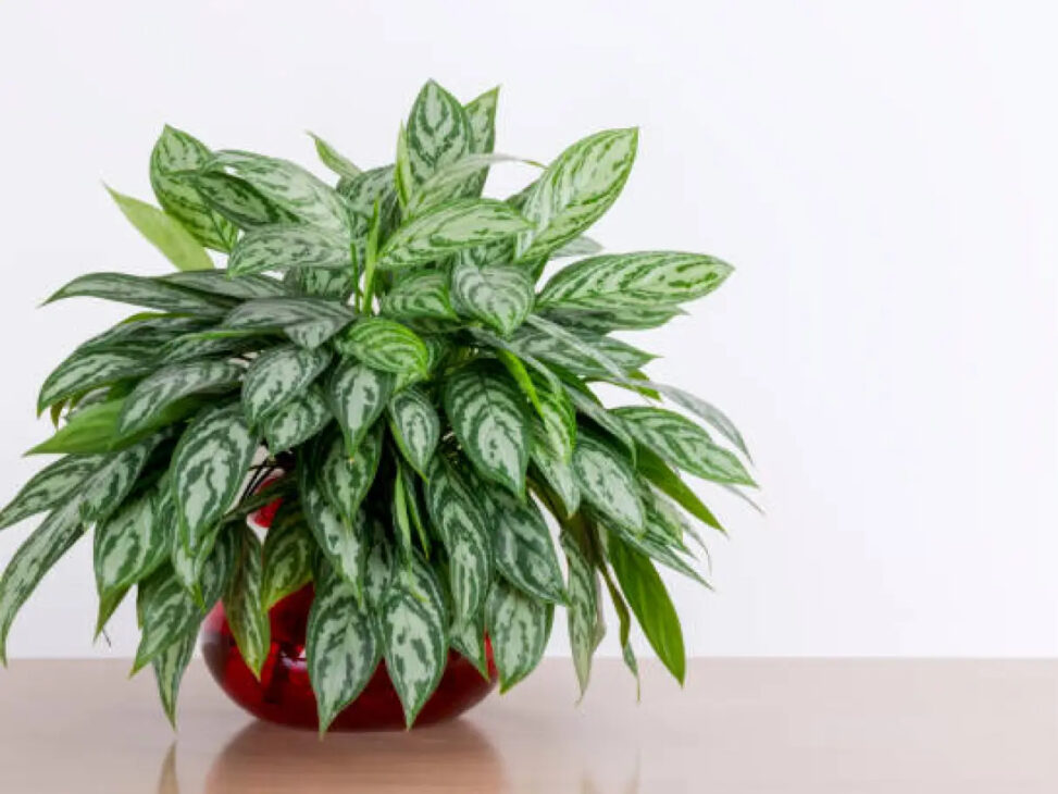 Imagen: Reprodução)