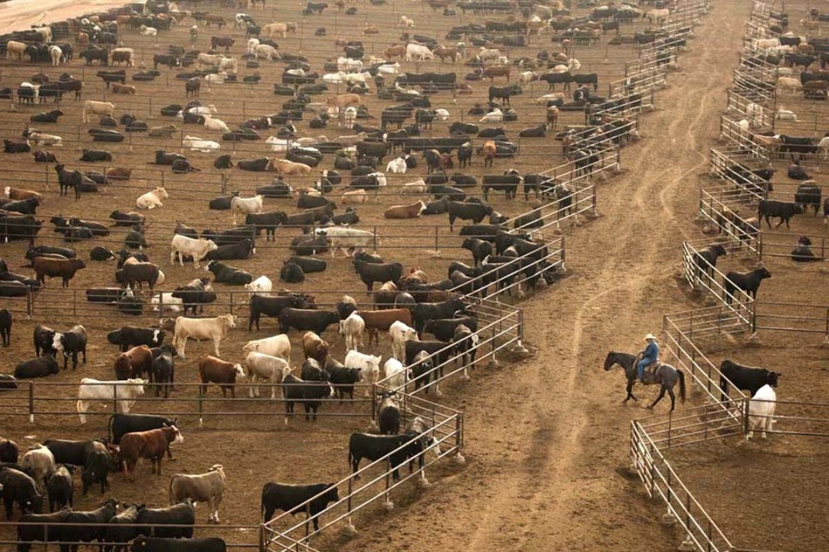 Nos EUA, 700 mil pecuaristas criam gado no Texas em vasta pastagem; engorda com milho produz carne bovina que domina o mercado americano.