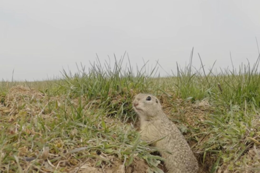 El proyecto cuenta cómo 800 ardillas del Aeropuerto de Bratislava ayudan al souslik europeo y a las ardillas terrestres a escapar del rótulo de especie amenazada de extinción.