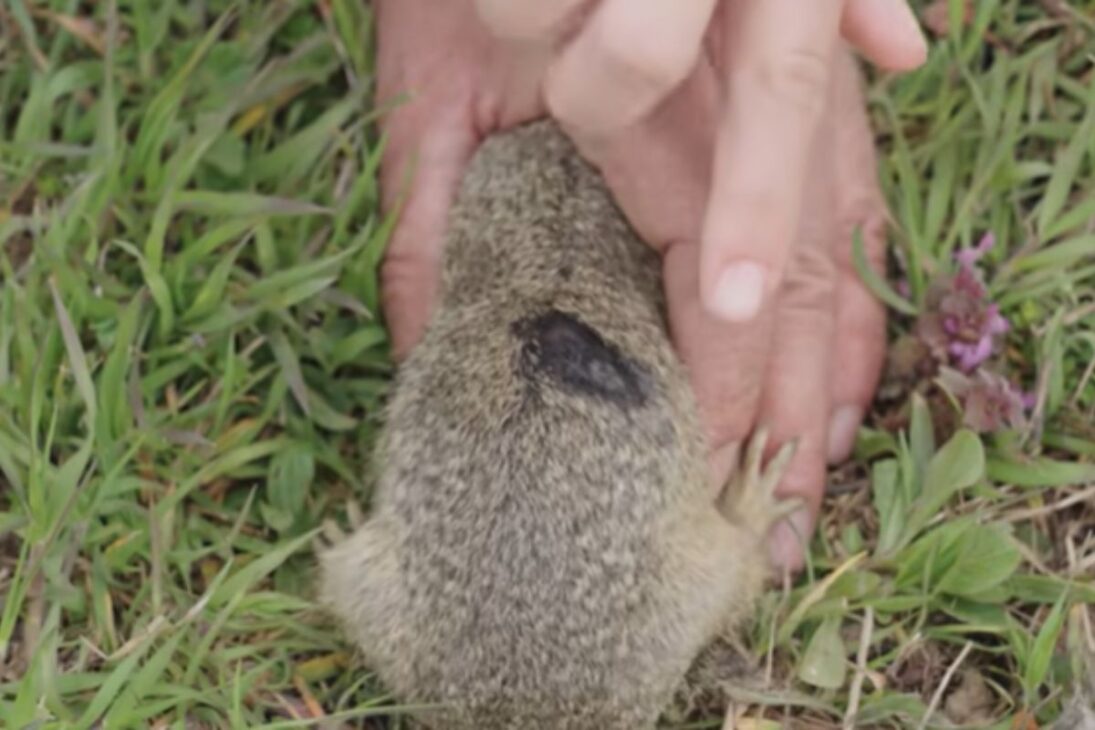 El proyecto cuenta cómo 800 ardillas del Aeropuerto de Bratislava ayudan al souslik europeo y a las ardillas terrestres a escapar del rótulo de especie amenazada de extinción.