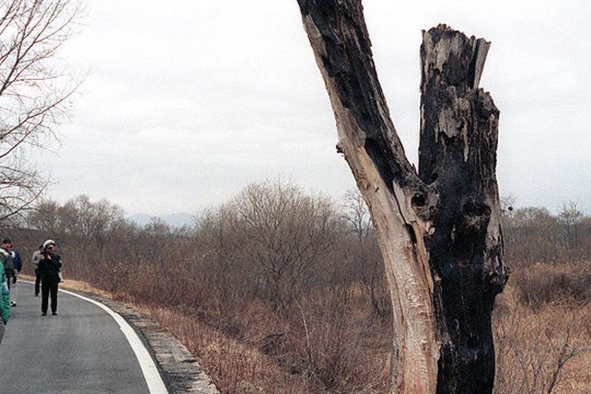 813 homens, caças e bombardeiros por causa de uma árvore a operação na DMZ que respondeu a um incidente brutal e quase colocou EUA e Coreia do Norte à beira do conflito (1)