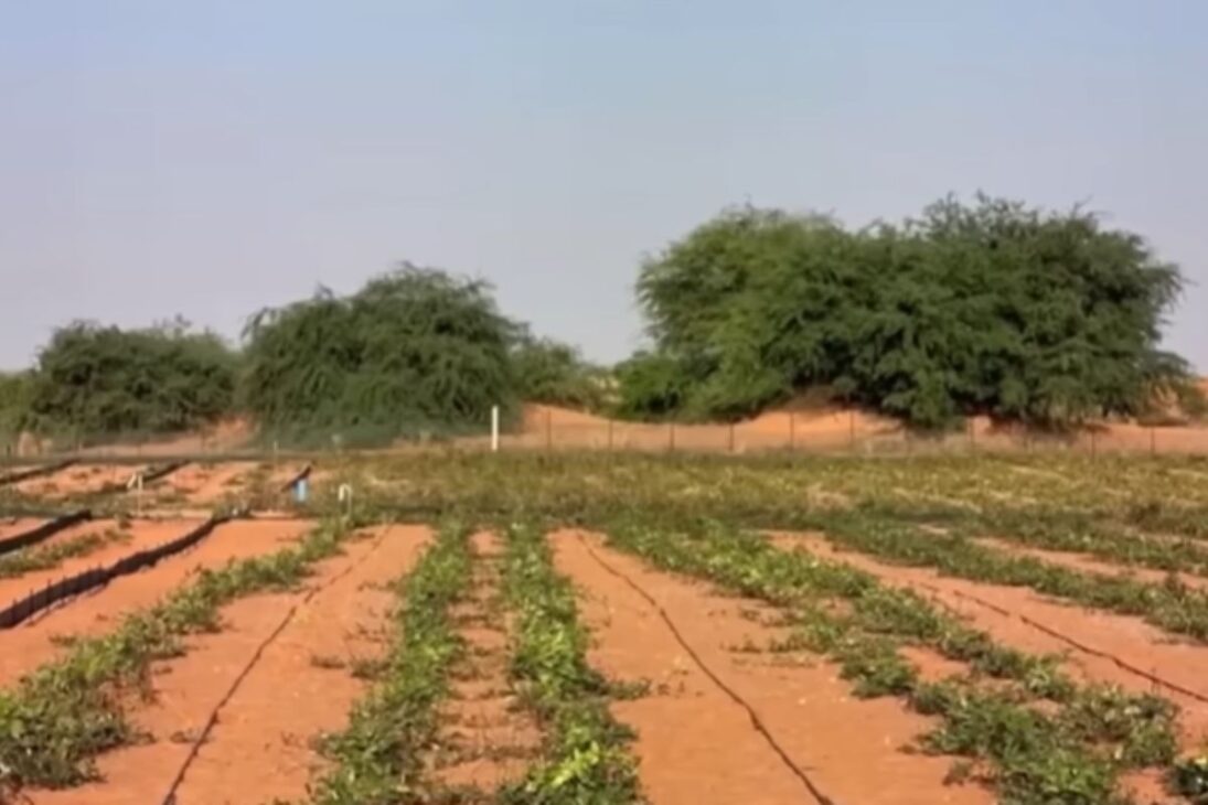 Desiertos en Avance: China Usa Paja, Biocrostas y Reforestación Para Frenar Tormentas de Arena y Estabilizar Dunas.