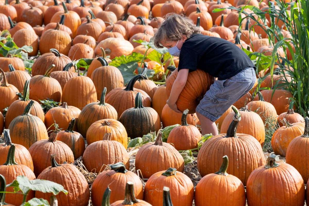 capital mundial da abóbora em Morton, Illinois: a fábrica da Libby's completa 100 anos e o festival de setembro reúne 118 mil visitantes e 200 empregos.
