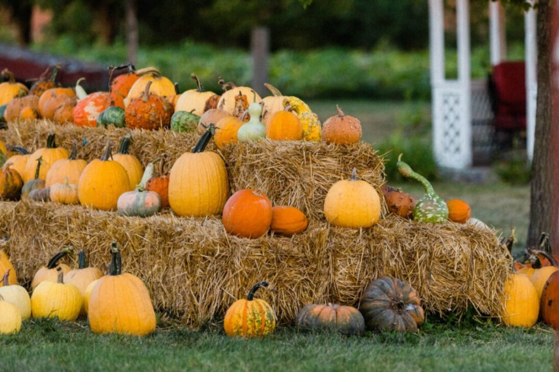 capital mundial de la calabaza en Morton, Illinois: la fábrica de Libby's cumple 100 años y el festival de septiembre reúne 118 mil visitantes y 200 empleos.